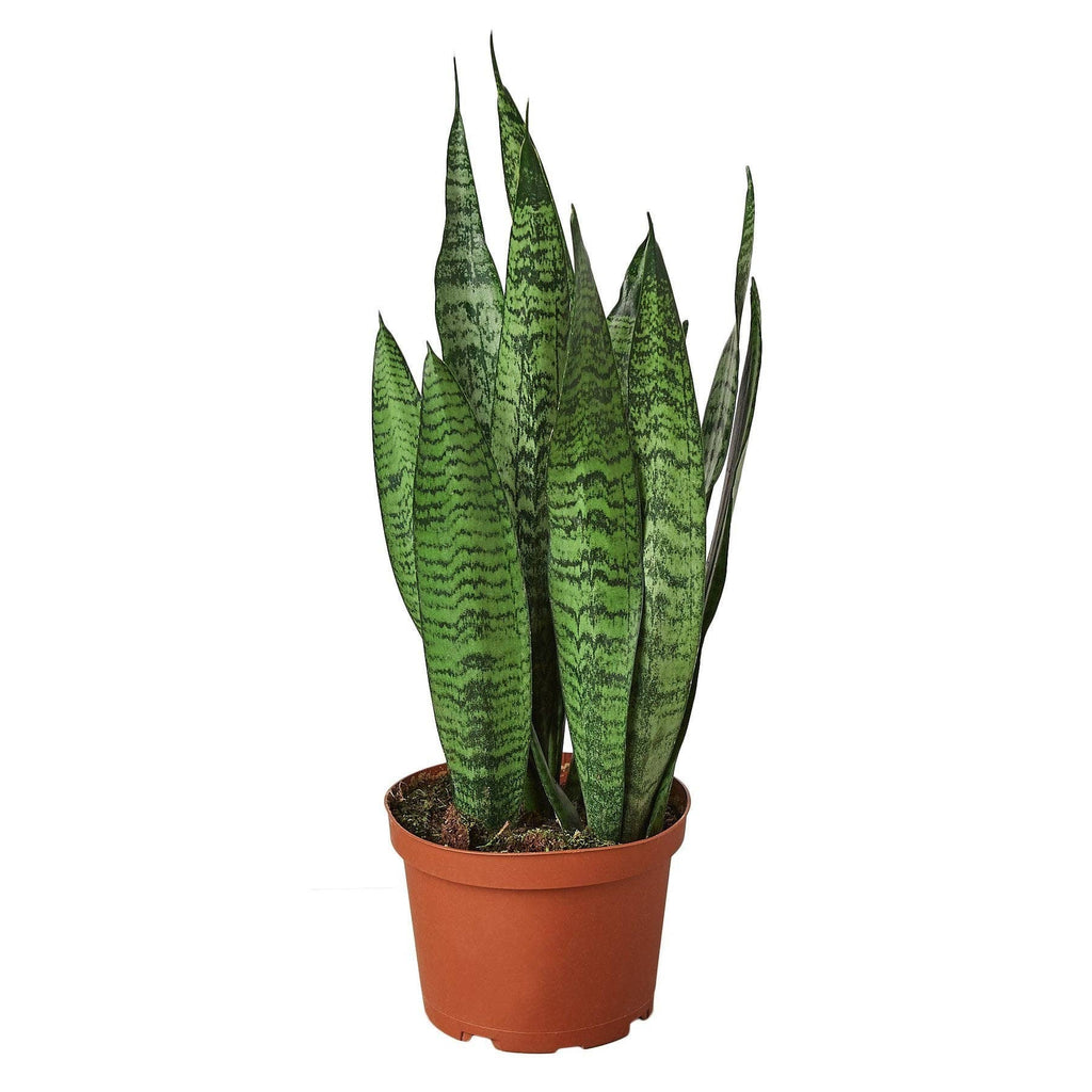 Snake Plant 'Zeylanica': Nursery Pot / 4" Pot