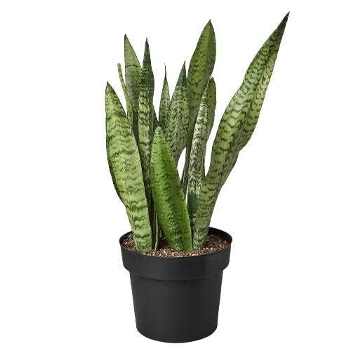 Snake Plant 'Zeylanica': Nursery Pot / 4" Pot