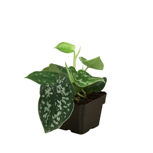 Pothos 'Satin': 4" Pot
