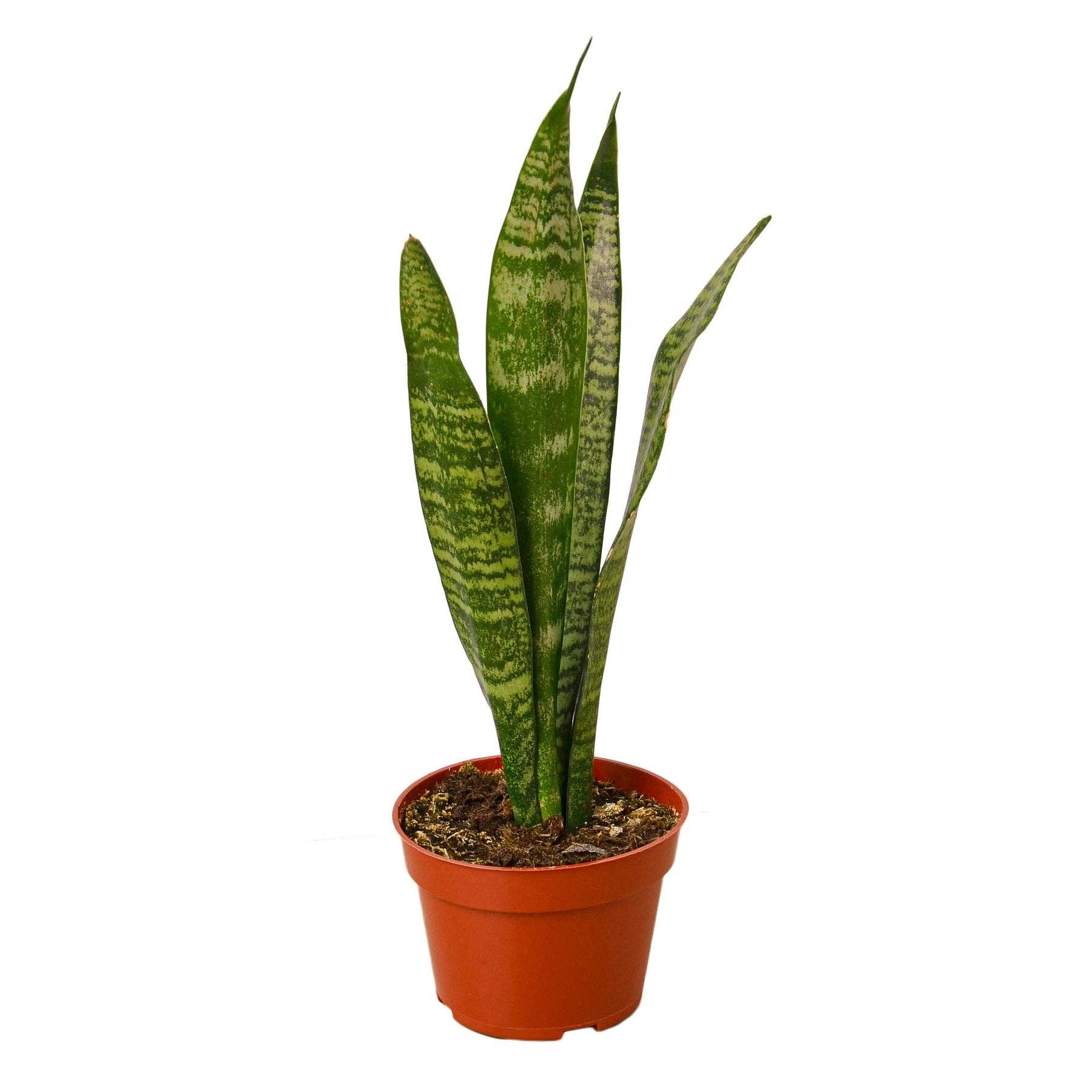 Snake Plant 'Zeylanica': Nursery Pot / 4" Pot