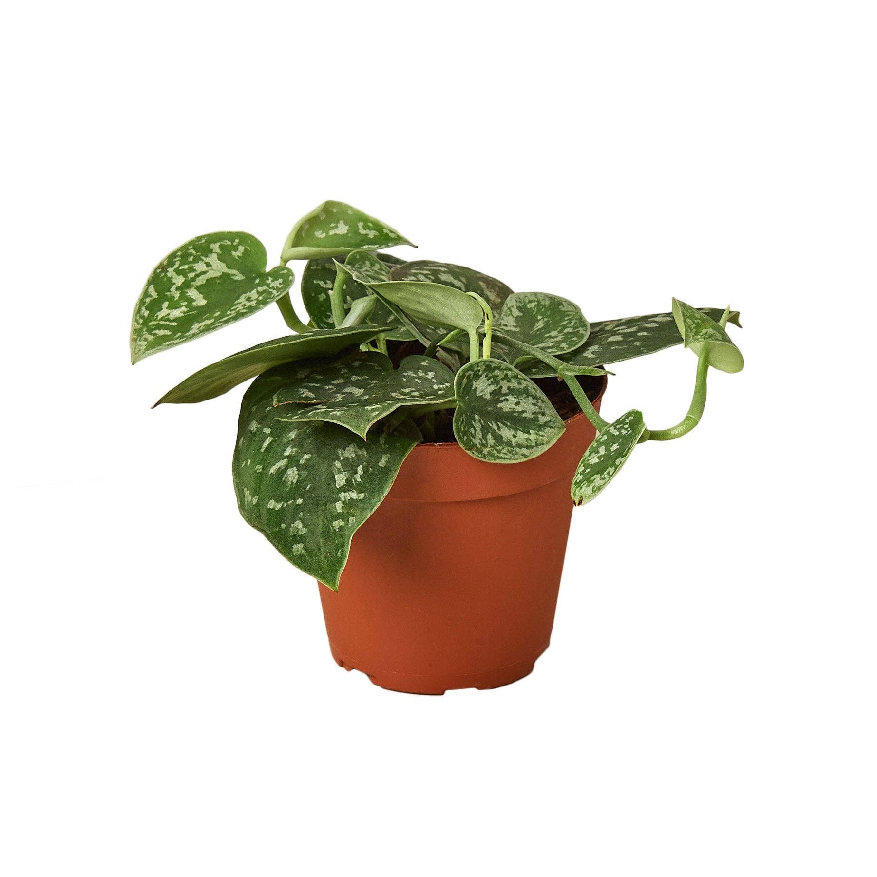 Pothos 'Satin': 4" Pot