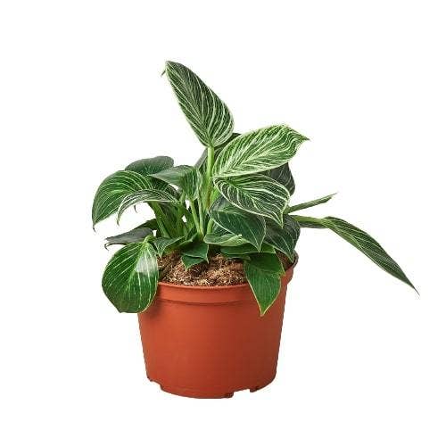 Philodendron 'Birkin': 6" Pot