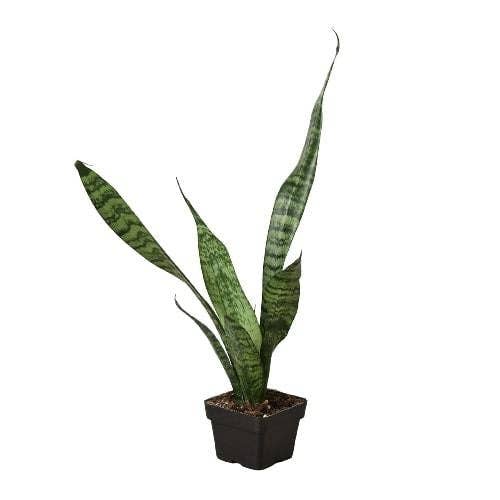 Snake Plant 'Zeylanica': Nursery Pot / 4" Pot