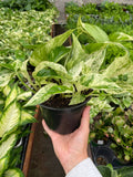 Pothos 'Marble Queen' - 6" Pot