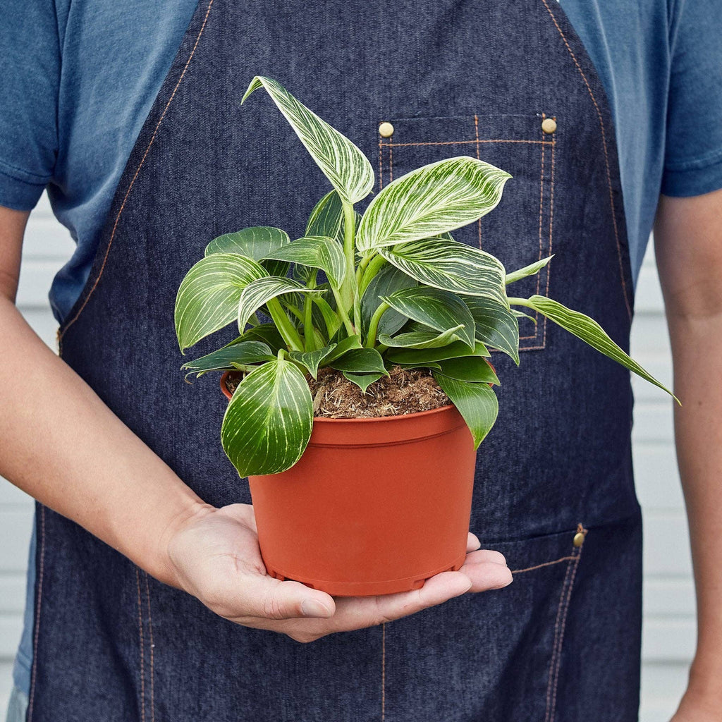 Philodendron 'Birkin': 6" Pot