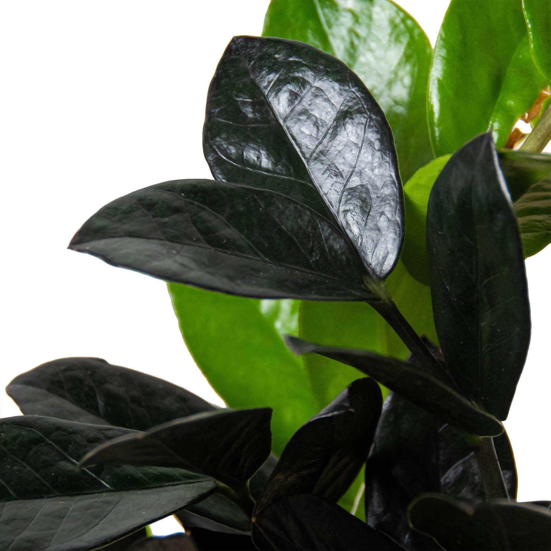 ZZ Zamioculcas 'Black Raven' - 6" Pot: Nursery Pot / 4"