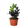 ZZ Zamioculcas 'Black Raven' - 6" Pot: Nursery Pot / 4"