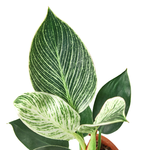 Philodendron 'Birkin': 6" Pot