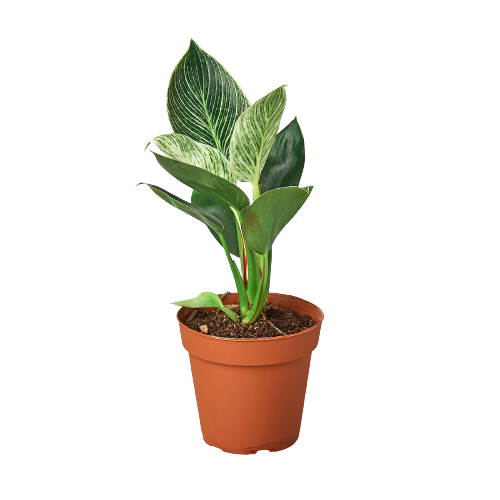 Philodendron 'Birkin': 6" Pot