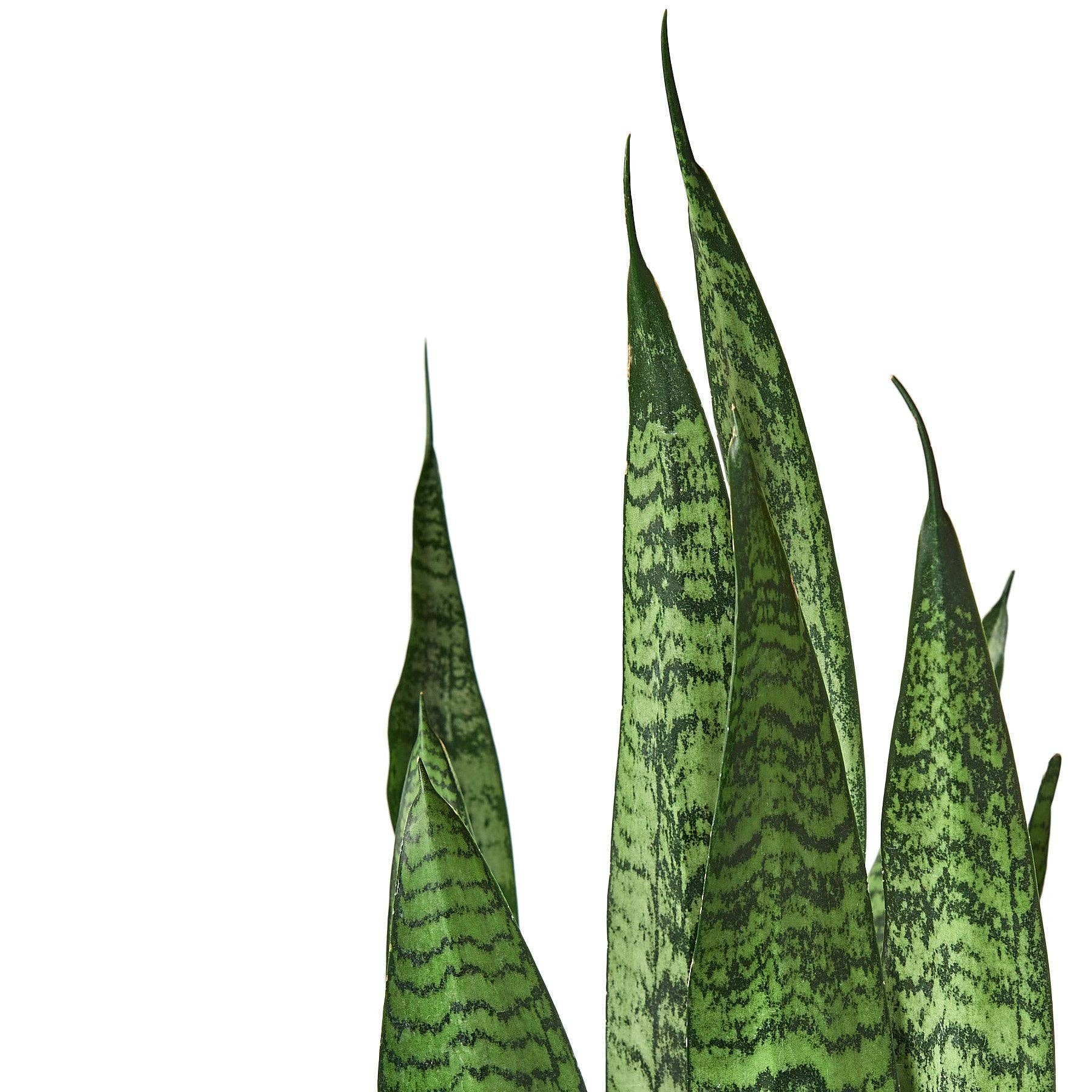 Snake Plant 'Zeylanica': Nursery Pot / 4" Pot