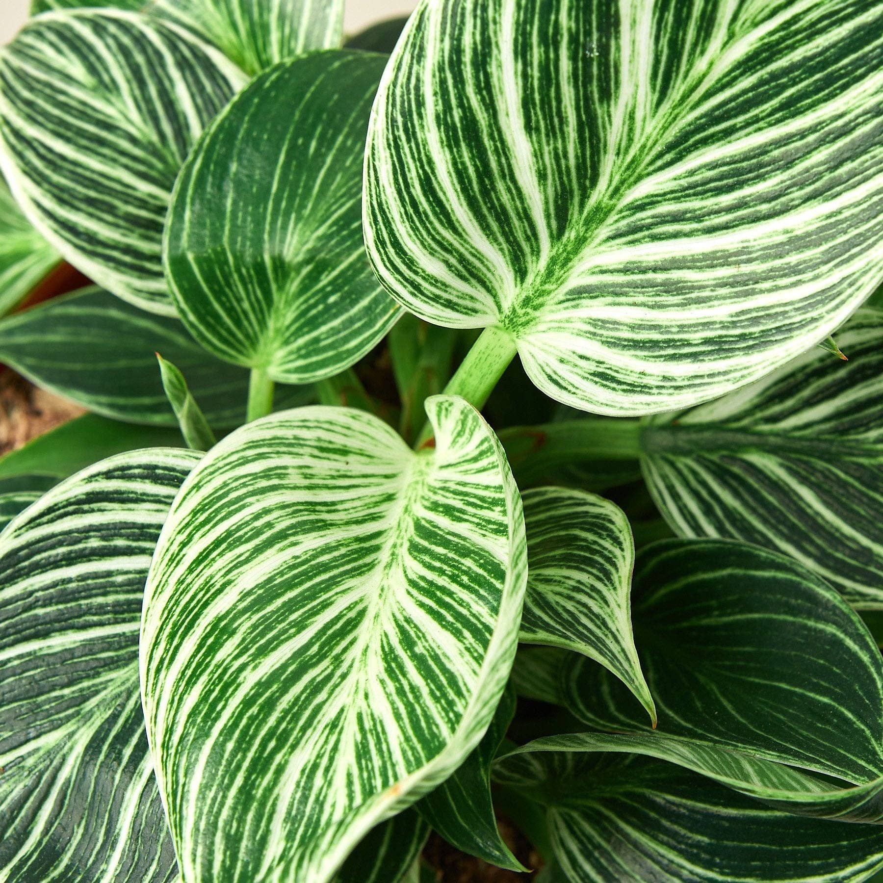 Philodendron 'Birkin': 6" Pot