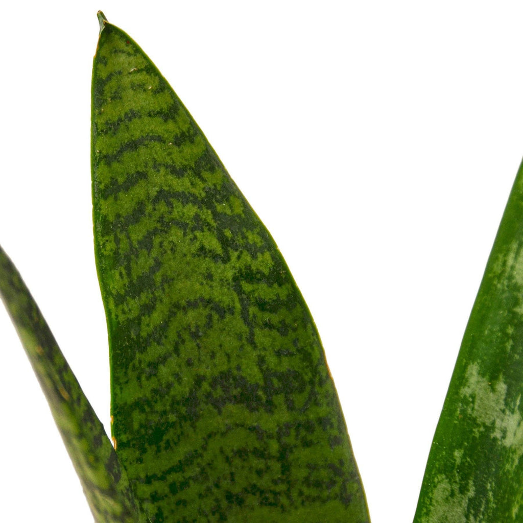 Snake Plant 'Zeylanica': Nursery Pot / 4" Pot