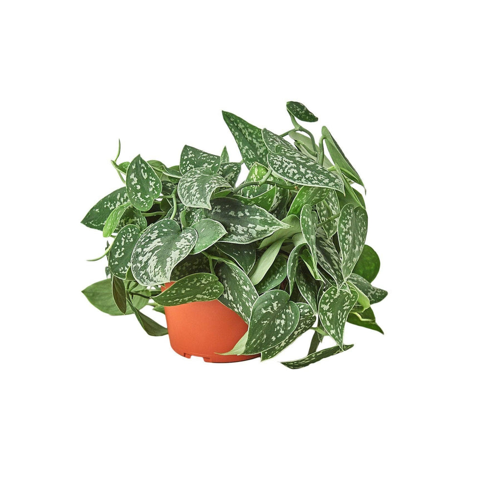 Pothos 'Satin': 4" Pot